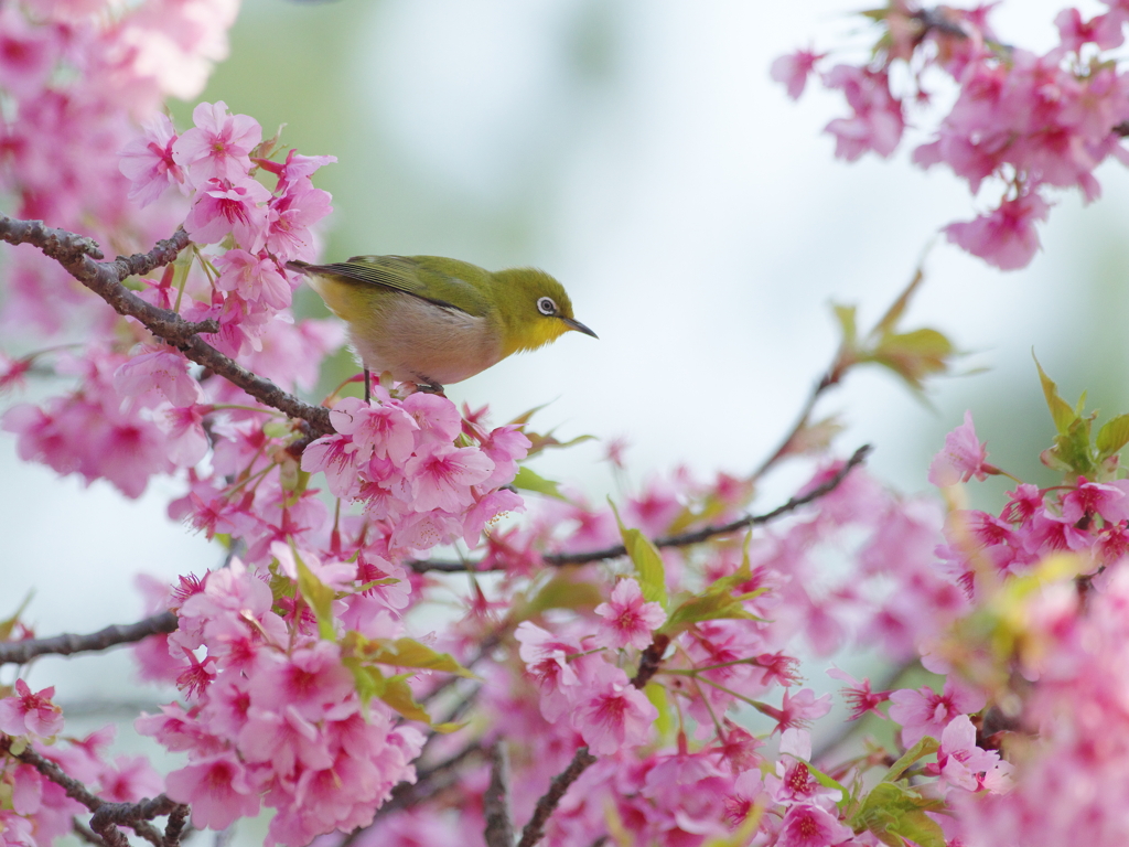 春色に染まれば(5)