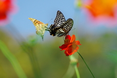 恋の花(3)