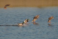 秋風を巻いて(11)