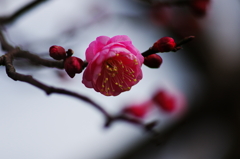 花ぐもり(6)