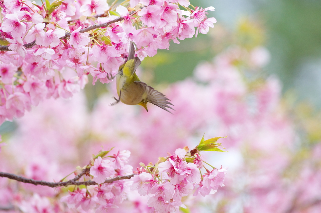 花霞(2)