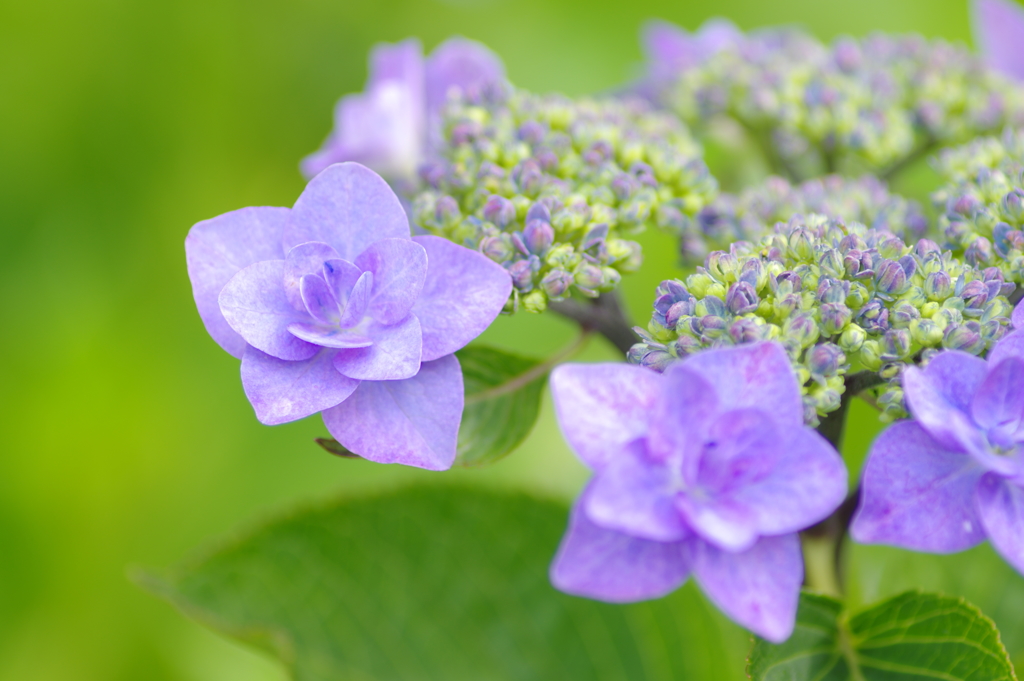 紫陽花(1)