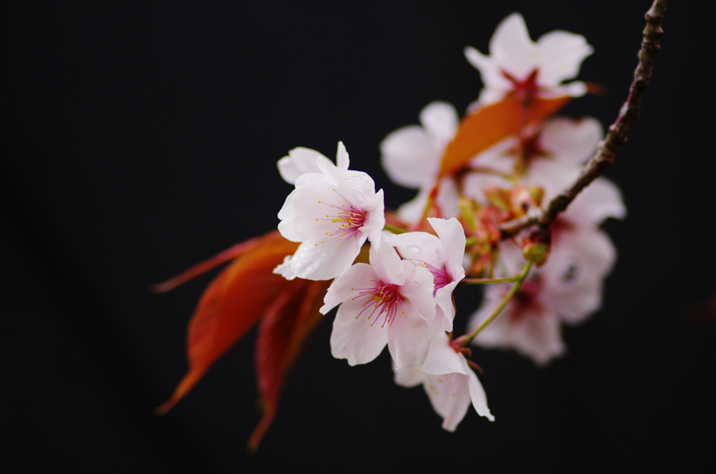 花曇り(6)