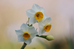 冬の花の香(3)