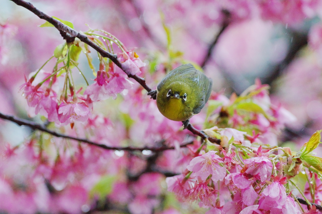 花酔（はなすい）(11)