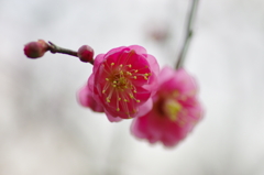 東風解凍（はるかぜこおりをとく）(2)