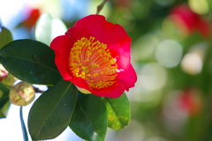 花時(3)