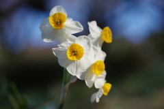 晩冬花(3)