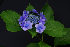梅雨晴れ(1)