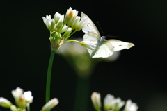 白い花(2)