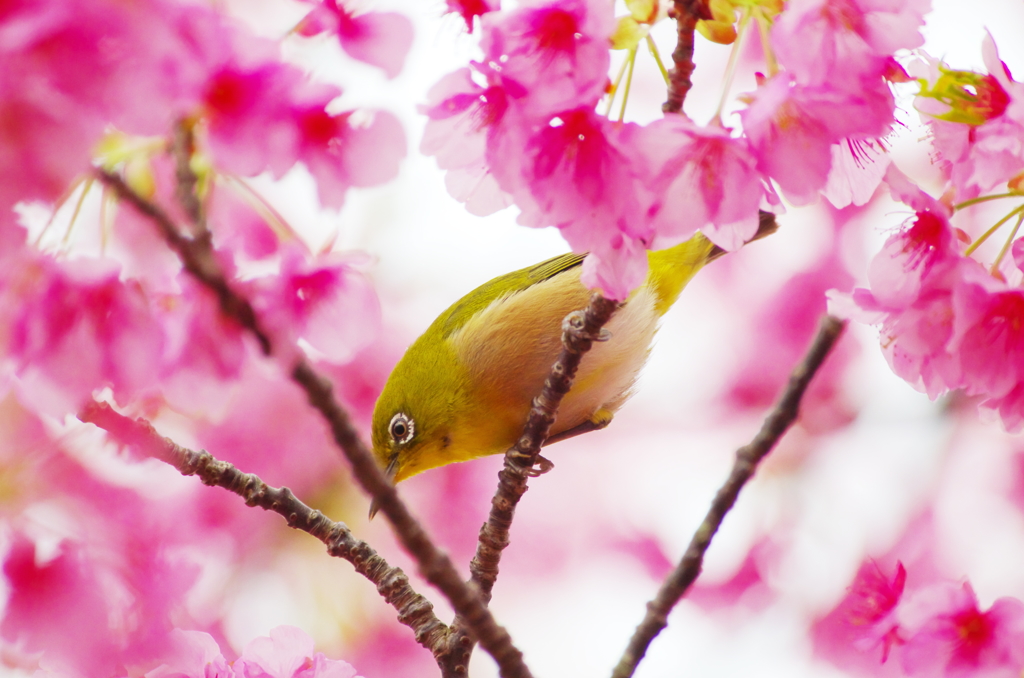 蜜の味(1)