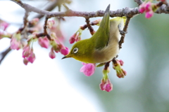 花の便り(2)