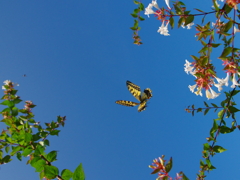 花カフェ(12)