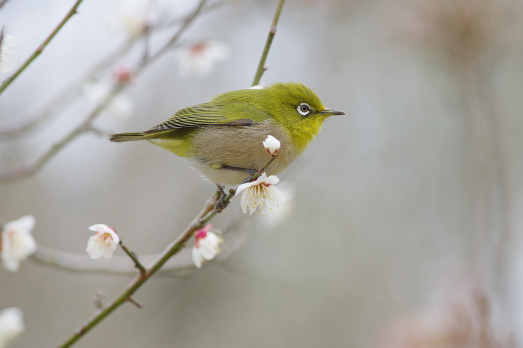 春風に包まれて(8)