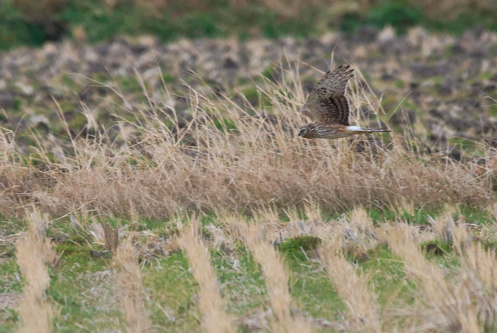 ウインターウインド(11)