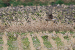 ウインターウインド(11)