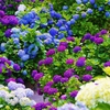 あじさいの里(2)