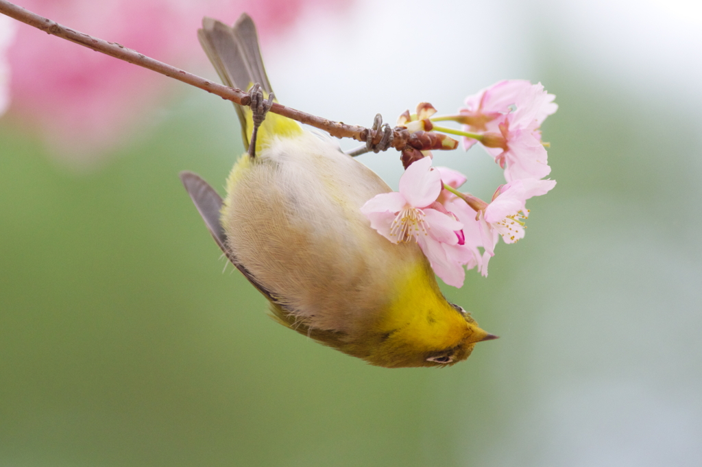 春の天使(2)