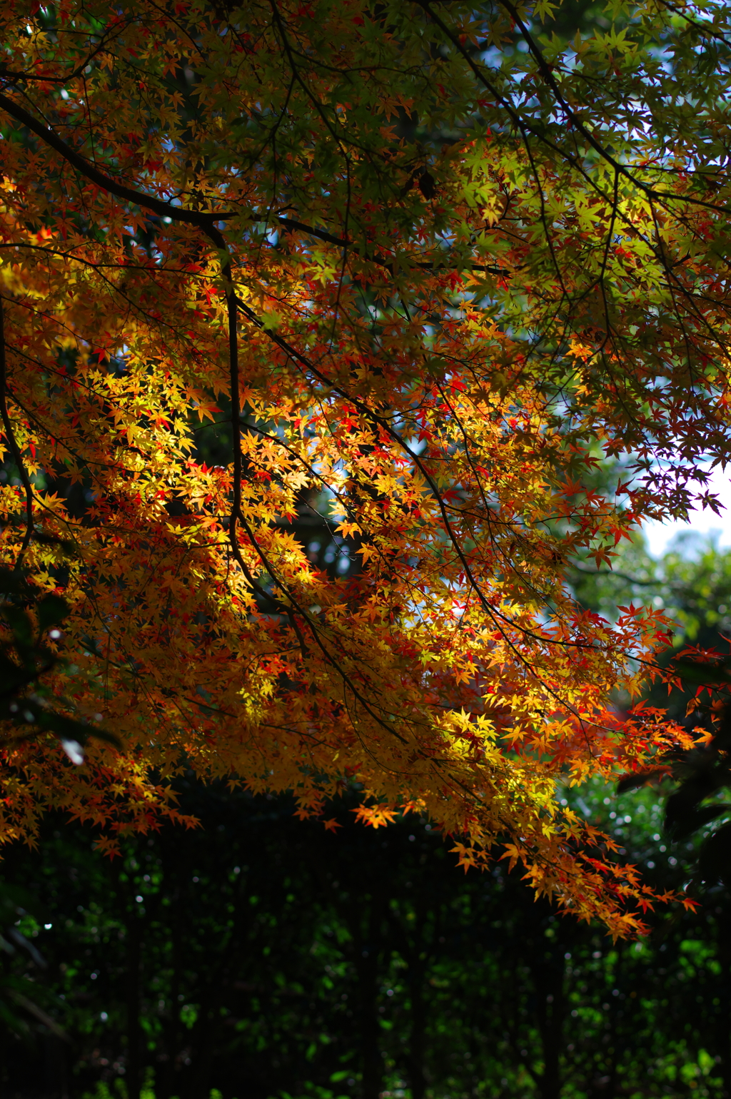 紅葉晴(2)