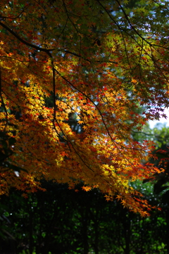 紅葉晴(2)