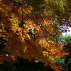 紅葉晴(2)