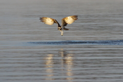  hungry hunter(2)