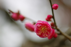 東風解凍（はるかぜこおりをとく）(5)