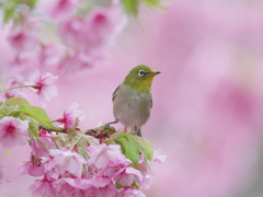 春雨の吐息(1)