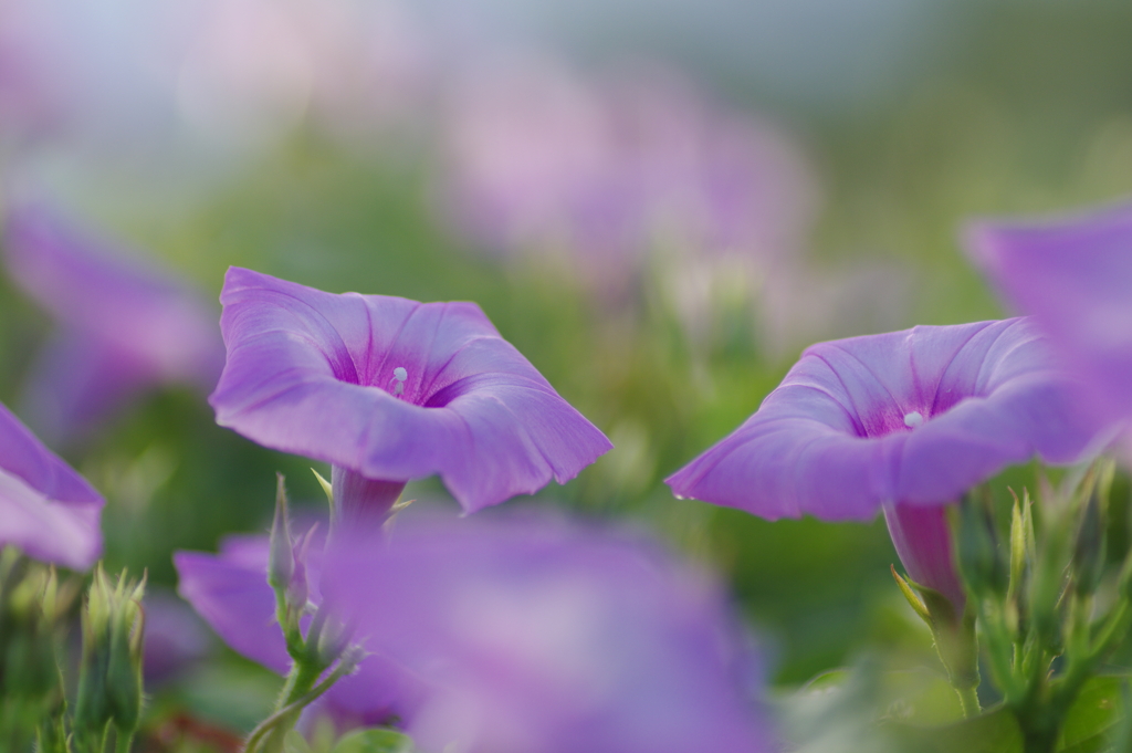 朝のいい顔(2)