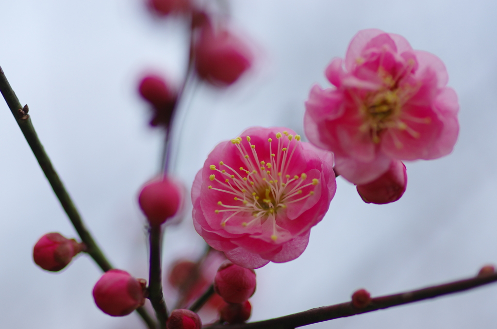東風解凍（はるかぜこおりをとく）(3)