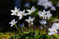 六花星（ろっかせい）(2)