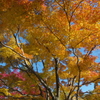 紅葉日和(4)