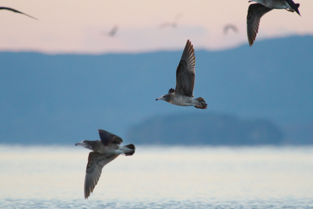 ウインターウインド(8)