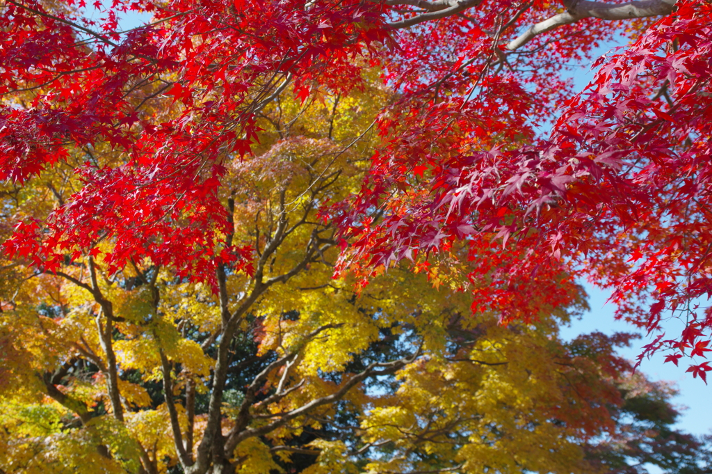 紅葉日和(7)