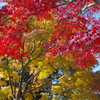 紅葉日和(7)