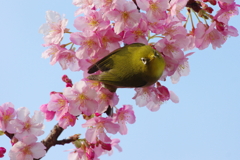 花酔（はなすい）(7)