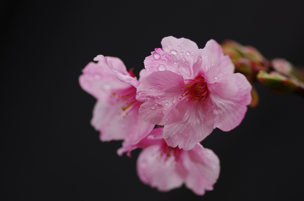 花曇り(3)