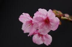 花曇り(3)