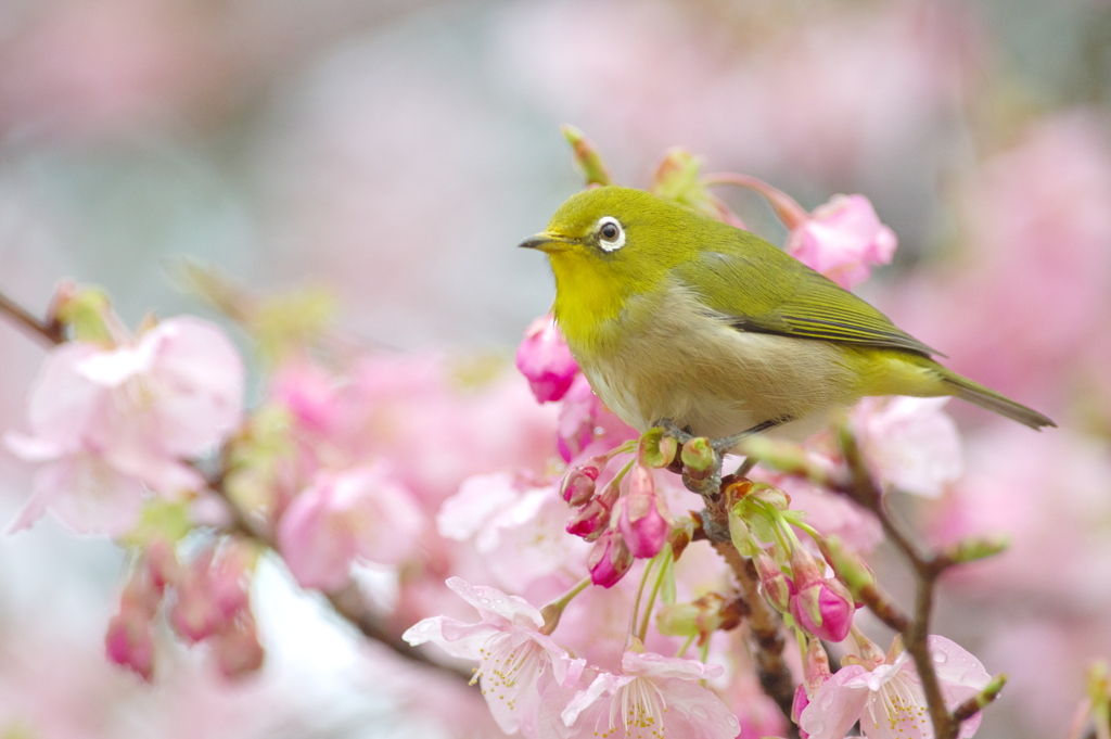 花霞(10)