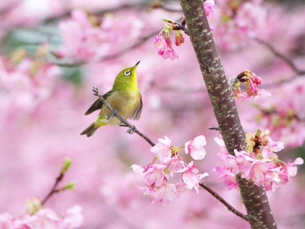 風光り花香り(5)