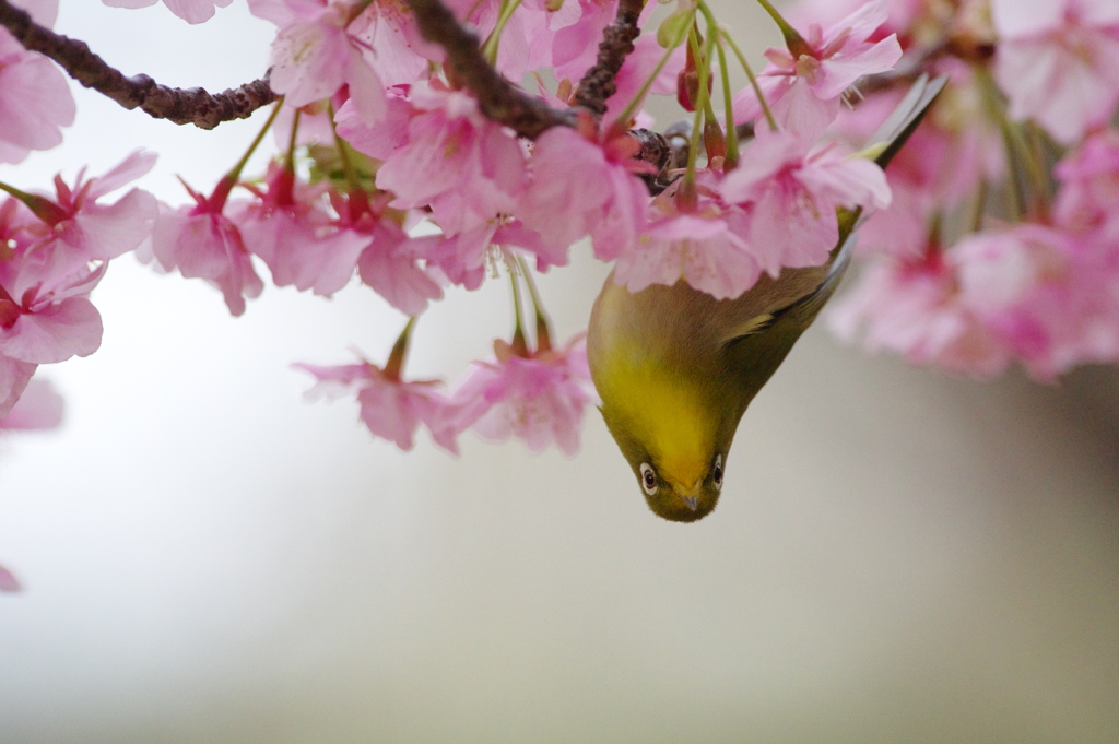 この花咲けば(2)