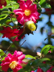 冬越えの花(2)