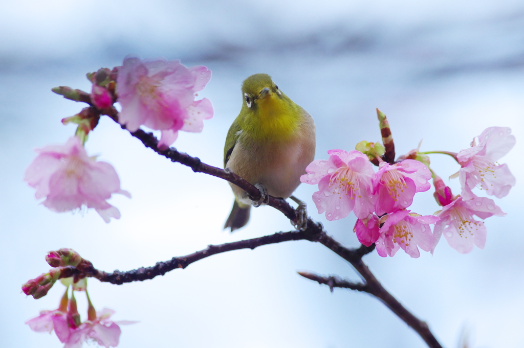 花濡れて(4)