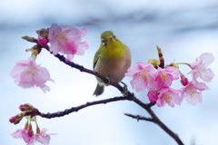 花濡れて(4)