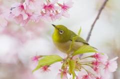 また花は咲く(5)