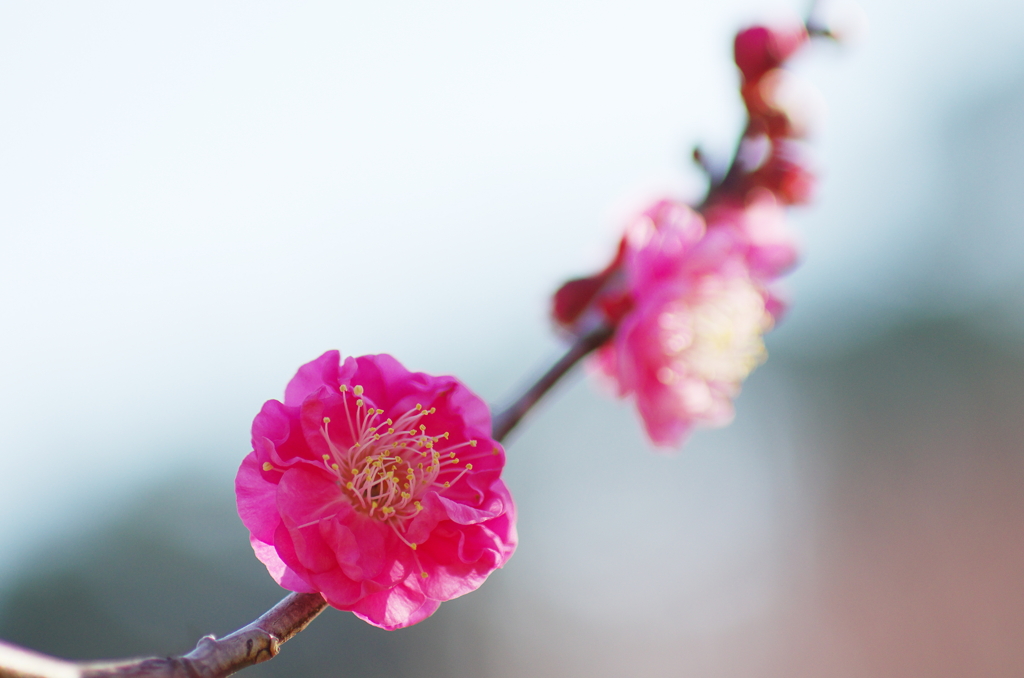 小寒の梅(3)