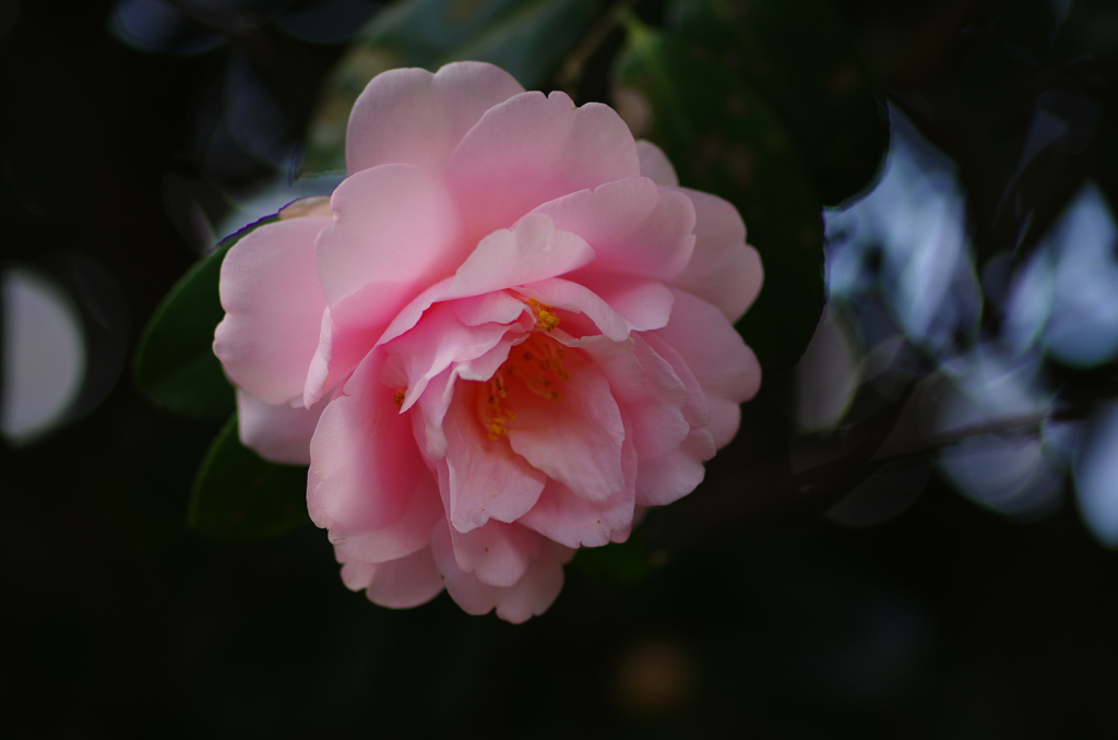 春ひと息(11)