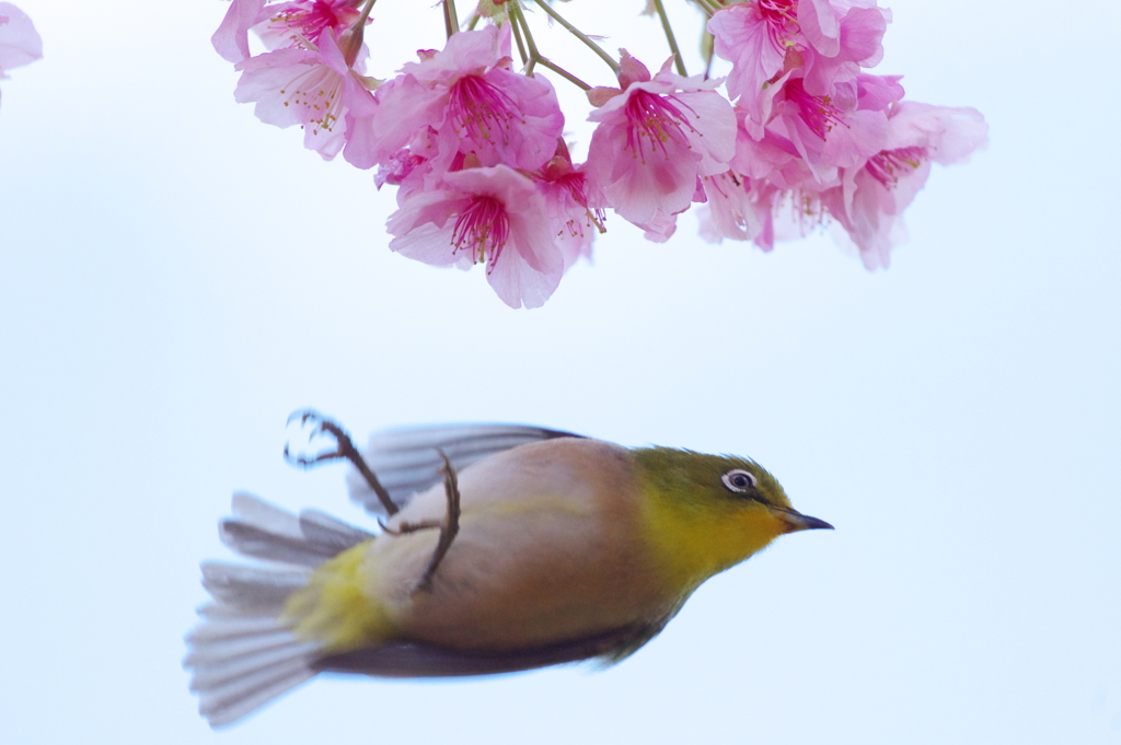 桜夢中(1)