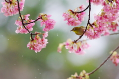 花濡れて(1)