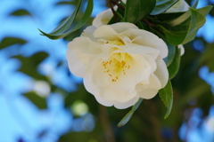 花時(4)